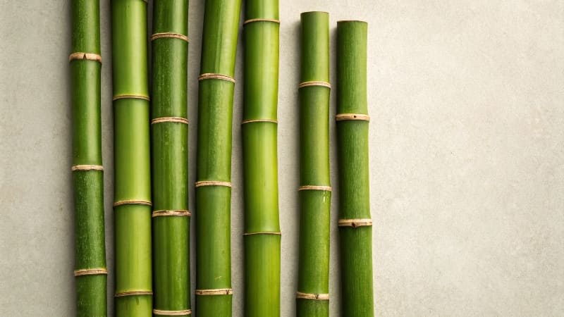 a lush bamboo forest